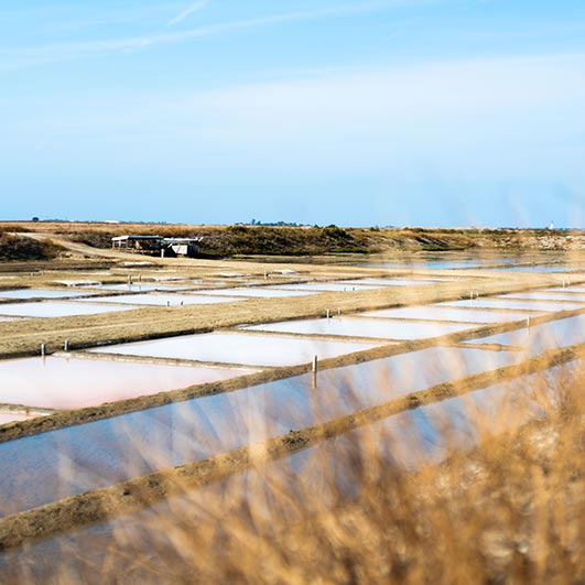 marais salants ile de ré